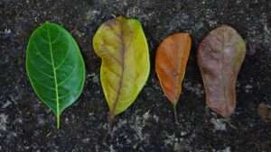 Conscious Grieving Processing Grief and Loss - The Conscious Life
